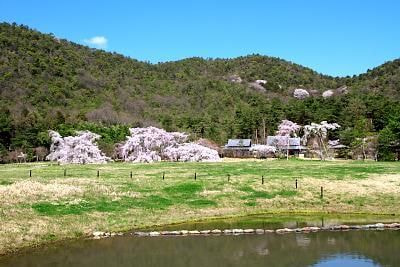 鏡池から見た広庭の枝垂桜